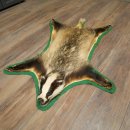 Peau de blaireau avec tête préparée Peau de blaireau Couverture Tapis de peau Longueur 105 cm 87.26.6