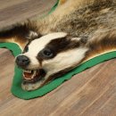 Peau de blaireau avec tête préparée Peau de blaireau Couverture Tapis de peau Longueur 105 cm 87.26.6