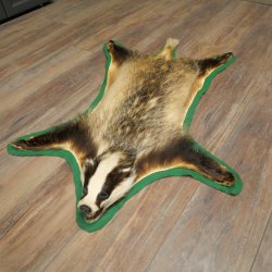 Peau de blaireau avec tête préparée Peau de blaireau Couverture Tapis de peau Longueur 105 cm 87.26.6