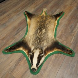 Peau de blaireau avec tête préparée Peau de blaireau Couverture Tapis de peau Longueur 105 cm 87.26.6