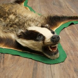 Peau de blaireau avec tête préparée Peau de blaireau Couverture Tapis de peau Longueur 105 cm 87.26.6