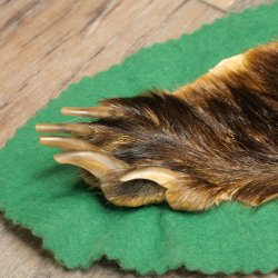 Peau de blaireau avec tête préparée Peau de blaireau Couverture Tapis de peau Longueur 105 cm 87.26.6