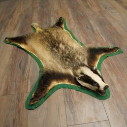 Peau de blaireau avec tête préparée Peau de blaireau Couverture Tapis de peau Longueur 105 cm 87.26.6