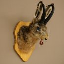 Hasenbock mit Pfeife Hasenwolpi Gamsschlauch Hase Bock Wolpertinger Wolpi Präparat auf Trophäenschild