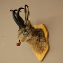 Hasenbock mit Pfeife Hasenwolpi Gamsschlauch Hase Bock Wolpertinger Wolpi Präparat auf Trophäenschild