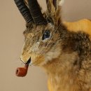 Hasenbock mit Pfeife Hasenwolpi Gamsschlauch Hase Bock Wolpertinger Wolpi Präparat auf Trophäenschild