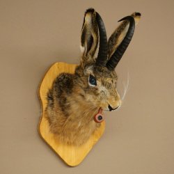 Hasenbock mit Pfeife Hasenwolpi Gamsschlauch Hase Bock Wolpertinger Wolpi Präparat auf Trophäenschild