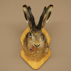 Hasenbock mit Pfeife Hasenwolpi Gamsschlauch Hase Bock Wolpertinger Wolpi Präparat auf Trophäenschild