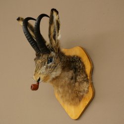 Hasenbock mit Pfeife Hasenwolpi Gamsschlauch Hase Bock Wolpertinger Wolpi Präparat auf Trophäenschild