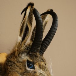 Hasenbock mit Pfeife Hasenwolpi Gamsschlauch Hase Bock Wolpertinger Wolpi Präparat auf Trophäenschild