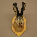 Hare buck with whistle Hare wolpi Chamois hose Hare buck Wolpertinger Wolpi Specimen on trophy board #141