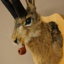 Hare buck with whistle Hare wolpi Chamois hose Hare buck Wolpertinger Wolpi Specimen on trophy board #141