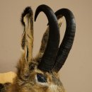 Hare buck with whistle Hare wolpi Chamois hose Hare buck Wolpertinger Wolpi Specimen on trophy board #141