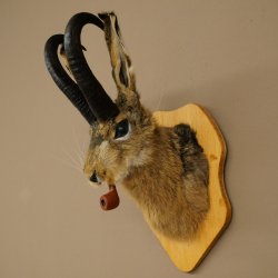Hare buck with whistle Hare wolpi Chamois hose Hare buck Wolpertinger Wolpi Specimen on trophy board #141