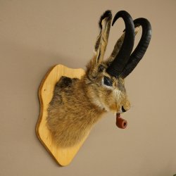 Hare buck with whistle Hare wolpi Chamois hose Hare buck Wolpertinger Wolpi Specimen on trophy board #141