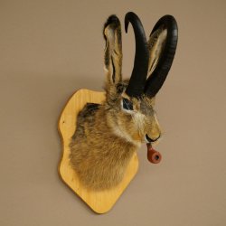 Hare buck with whistle Hare wolpi Chamois hose Hare buck Wolpertinger Wolpi Specimen on trophy board #141