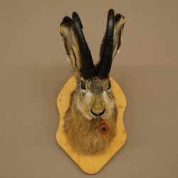 Hare buck with whistle Hare wolpi Chamois hose Hare buck Wolpertinger Wolpi Specimen on trophy board #141