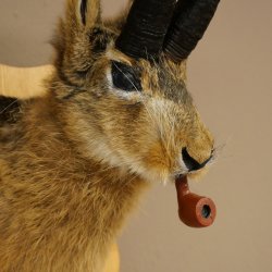 Hare buck with whistle Hare wolpi Chamois hose Hare buck Wolpertinger Wolpi Specimen on trophy board #141