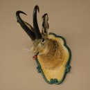 Hare buck with whistle Hare wolpi Chamois hose Hare buck Wolpertinger Wolpi Specimen on carved trophy board #142