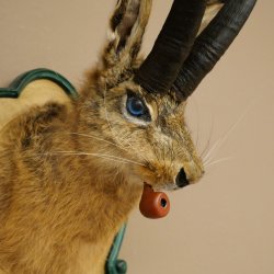 Hare buck with whistle Hare wolpi Chamois hose Hare buck Wolpertinger Wolpi Specimen on carved trophy board #142