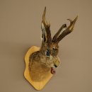 Conejo con silbato Cuernos de ciervo Conejo Cabra Wolpertinger Wolpi Conejo Wolpi Preparado en placa de trofeo n.º 43
