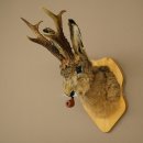Conejo con silbato Cuernos de ciervo Conejo Cabra Wolpertinger Wolpi Conejo Wolpi Preparado en placa de trofeo n.º 43