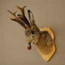 Conejo con silbato Cuernos de ciervo Conejo Cabra Wolpertinger Wolpi Conejo Wolpi Preparado en placa de trofeo n.º 43