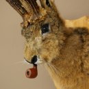 Conejo con silbato Cuernos de ciervo Conejo Cabra Wolpertinger Wolpi Conejo Wolpi Preparado en placa de trofeo n.º 43