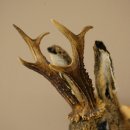 Conejo con silbato Cuernos de ciervo Conejo Cabra Wolpertinger Wolpi Conejo Wolpi Preparado en placa de trofeo n.º 43