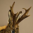 Conejo con silbato Cuernos de ciervo Conejo Cabra Wolpertinger Wolpi Conejo Wolpi Preparado en placa de trofeo n.º 43