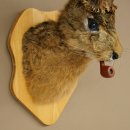 Conejo con silbato Cuernos de ciervo Conejo Cabra Wolpertinger Wolpi Conejo Wolpi Preparado en placa de trofeo n.º 43