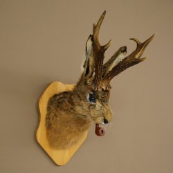 Conejo con silbato Cuernos de ciervo Conejo Cabra Wolpertinger Wolpi Conejo Wolpi Preparado en placa de trofeo n.º 43