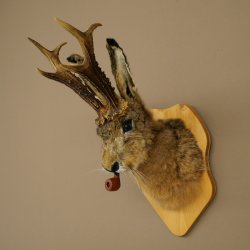 Conejo con silbato Cuernos de ciervo Conejo Cabra Wolpertinger Wolpi Conejo Wolpi Preparado en placa de trofeo n.º 43
