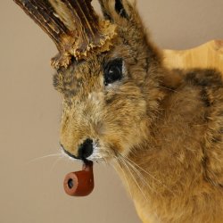 Conejo con silbato Cuernos de ciervo Conejo Cabra Wolpertinger Wolpi Conejo Wolpi Preparado en placa de trofeo n.º 43