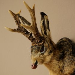 Lepre con fischietto Corna di capriolo Lepre Capriolo Wolpertinger Wolpi Lepre Wolpi Preparato su trofeo intagliato #46