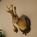 Hasenwolpi Wolpertinger gran conejo macho Wolpi con...