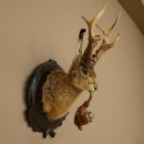 Hasenwolpi Wolpertinger gran conejo macho Wolpi con...