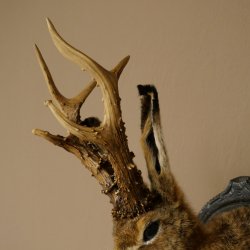 Hasenwolpi Wolpertinger gran conejo macho Wolpi con silbato ciervo disecado H 46 cm sobre placa trofeo tallada