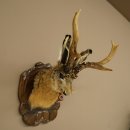 Lapin Wolpi Lapin mâle avec sifflet Bois de...