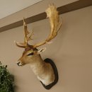 Gamo (Dama dama) Cabeza Hombros Altura 114 cm Ciervo Trofeo principal #37