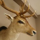Gamo (Dama dama) Cabeza Hombros Altura 114 cm Ciervo Trofeo principal #37