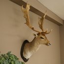 Gamo (Dama dama) Cabeza Hombros Altura 114 cm Ciervo Trofeo principal #37