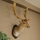 Gamo (Dama dama) Cabeza Hombros Altura 114 cm Ciervo Trofeo principal #37