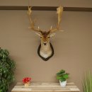 Gamo (Dama dama) Cabeza Hombros Altura 114 cm Ciervo Trofeo principal #37