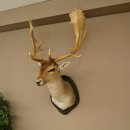 Gamo (Dama dama) Cabeza Hombros Altura 114 cm Ciervo Trofeo principal #37