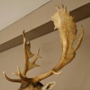 Gamo (Dama dama) Cabeza Hombros Altura 114 cm Ciervo Trofeo principal #37