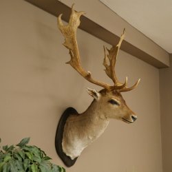 Gamo (Dama dama) Cabeza Hombros Altura 114 cm Ciervo Trofeo principal #37