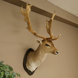 Gamo (Dama dama) Cabeza Hombros Altura 114 cm Ciervo Trofeo principal #37