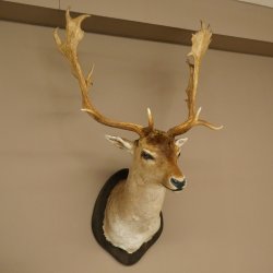 Gamo (Dama dama) Cabeza Hombros Altura 114 cm Ciervo Trofeo principal #37