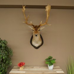 Gamo (Dama dama) Cabeza Hombros Altura 114 cm Ciervo Trofeo principal #37